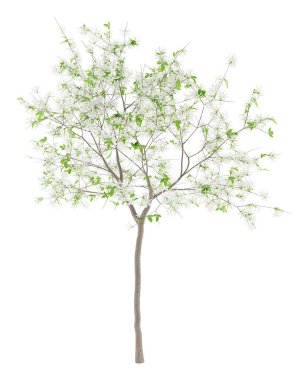 Beyaz arka plan üzerinde izole limon ağacı çiçeklenme. 3D çizim