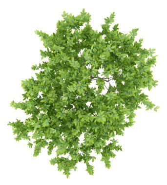 üstten görünüm beyaz arka plan üzerinde izole limon ağacı. 3D çizim