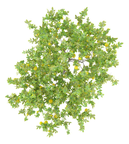 Ovanifrån Citronträd Med Citroner Isolerad Vit Bakgrund Illustration — Stockfoto