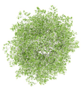 üstten görünüm beyaz arka plan üzerinde izole çiçekli limon ağacı. 3D çizim