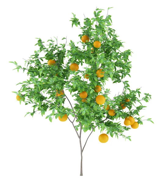 Apelsinträd Med Apelsiner Isolerad Vit Bakgrund Illustration — Stockfoto
