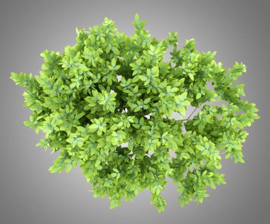 üstten görünüm gri arka plan üzerinde izole limon ağacı. 3D çizim