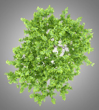 üstten görünüm gri arka plan üzerinde izole limon ağacı. 3D çizim