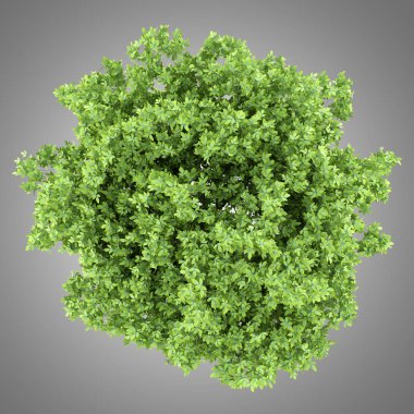 üstten görünüm gri arka plan üzerinde izole limon ağacı. 3D çizim