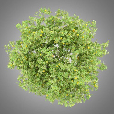 üstten görünüm ile gri arka plan üzerinde izole limon limon ağacının. 3D çizim