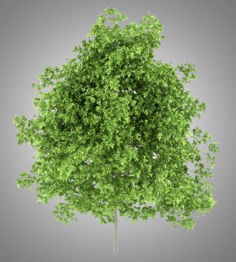 gri arka plan üzerinde izole limon ağacı. 3D çizim