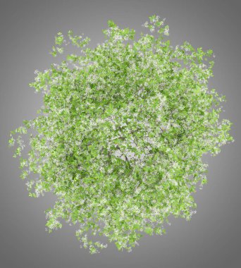 üstten görünüm gri arka plan üzerinde izole çiçekli limon ağacı. 3D çizim