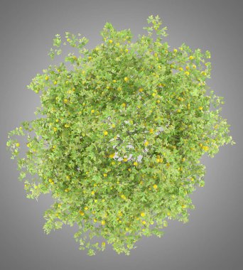 üstten görünüm ile gri arka plan üzerinde izole limon limon ağacının. 3D çizim