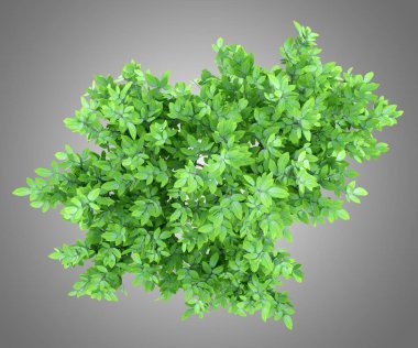 üstten görünüm portakal ağacının gri arka plan üzerinde izole. 3D çizim