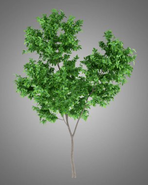 portakal ağacı üzerinde gri arka plan izole. 3D çizim