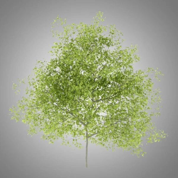 Drzewa Brzoskwini Białym Tle Szarym Tle Ilustracja — Zdjęcie stockowe