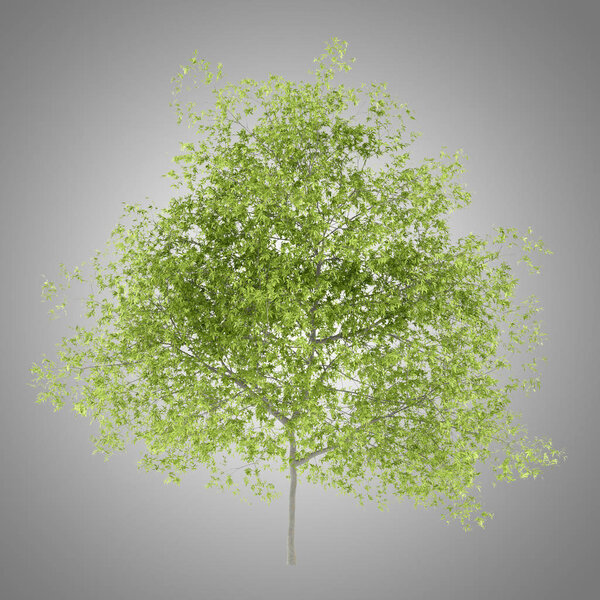 peach tree isolated on gray background. 3d illustration