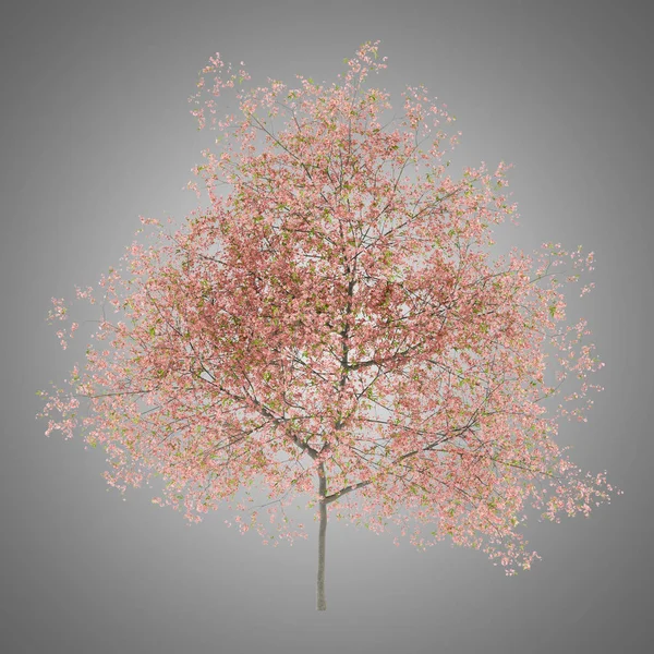 Blühender Pfirsichbaum Isoliert Auf Grauem Hintergrund Illustration — Stockfoto