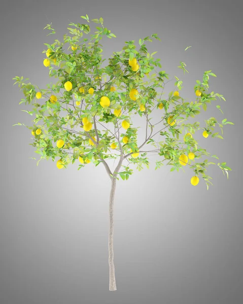 Citronträd Med Citroner Isolerade Grå Bakgrund Illustration — Stockfoto