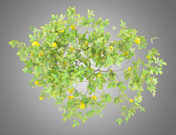 在灰色背景下 柠檬树与柠檬分离的顶级视图 — 图库照片