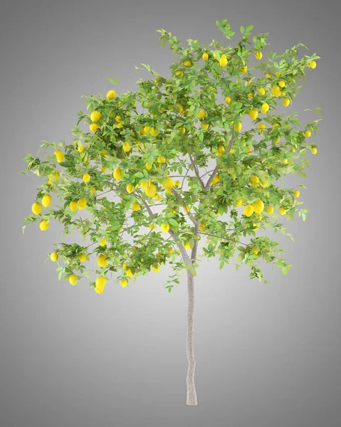 Лимонное Дерево Лимонами Сером Фоне Иллюстрация — стоковое фото