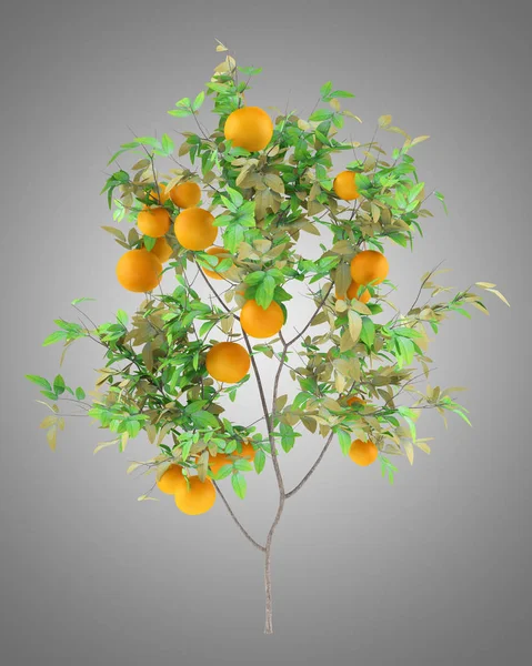 Naranjo Con Naranjas Aisladas Sobre Fondo Gris Ilustración — Foto de Stock