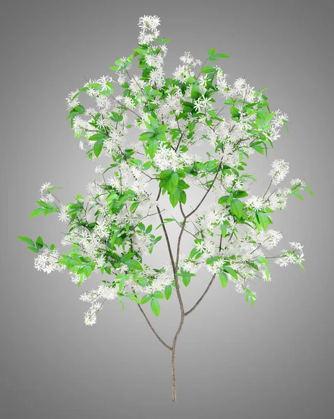 Flowering Orange Tree Isolated Gray Background Illustration — Stock Photo, Image