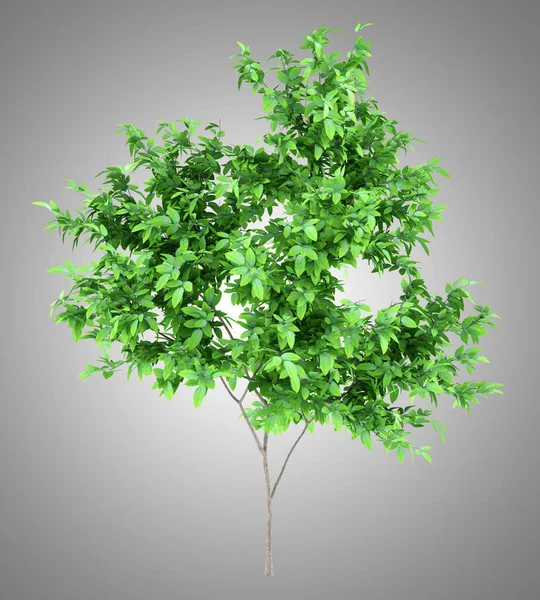 Albero Arancio Isolato Sfondo Grigio Illustrazione — Foto Stock