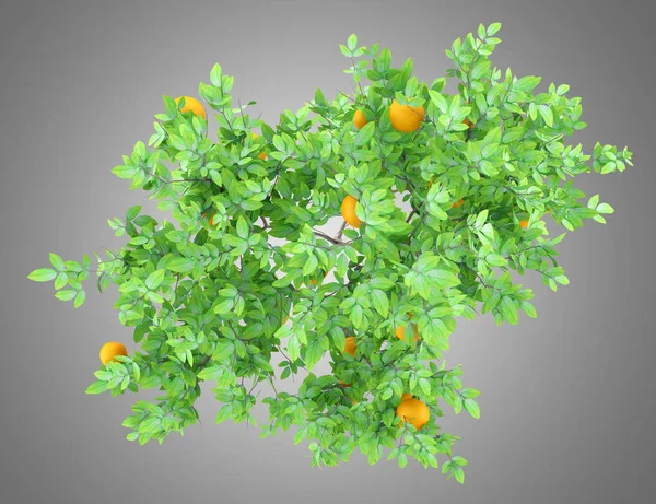 Top View Orange Tree Oranges Isolated Gray Background Illustration — Stock Photo, Image