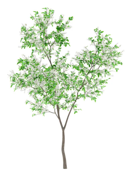 Квітуче Оранжеве Дерево Ізольоване Білому Тлі Ілюстрація — стокове фото