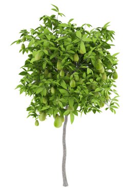 Beyaz arka plan üzerinde izole avokado ile Avokado ağacı. 3D çizim