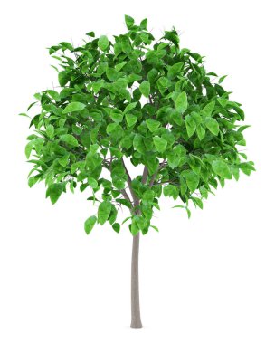 greyfurt ağaç beyaz arka plan üzerinde izole. 3D çizim