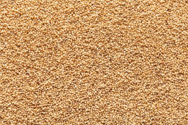 Organik gıda arka plan closeup mor tohum 