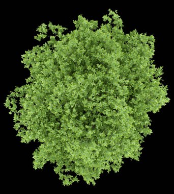 üstten görünüm siyah arka plan üzerine izole limon ağacı. 3D çizim