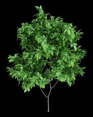 siyah arka plan üzerine izole portakal ağacı. 3D çizim