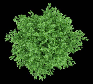 siyah arka plan üzerine izole portakal ağacı. üstten görünüm. 3D çizim