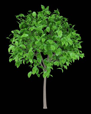 siyah arka plan üzerine izole greyfurt ağacında. 3D çizim