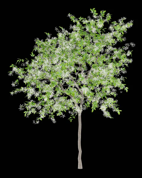 Ανθίζοντας Δέντρο Λεμόνι Που Απομονώνονται Μαύρο Φόντο Απεικόνιση — Φωτογραφία Αρχείου