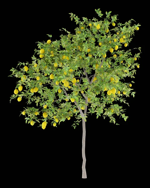 Lemon Tree Lemons Isolated Black Background Illustration — Stock Photo, Image