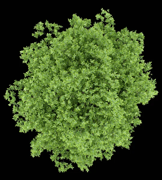 üstten görünüm siyah arka plan üzerine izole limon ağacı. 3D çizim