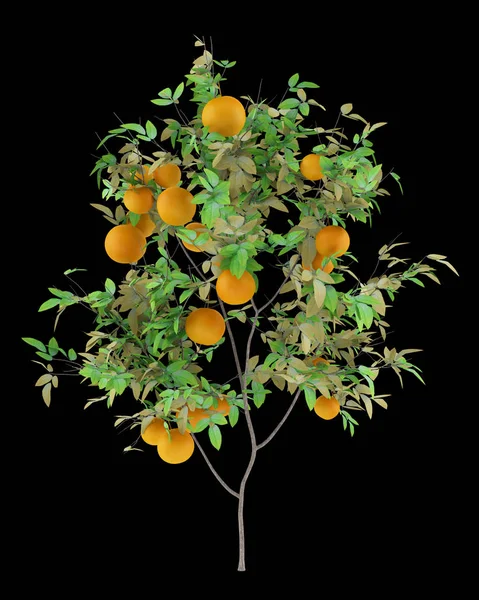 Laranjeira Com Laranjas Isoladas Sobre Fundo Preto Ilustração — Fotografia de Stock