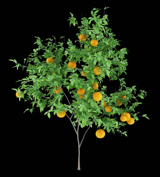 Naranjo Con Naranjas Aisladas Sobre Fondo Negro Ilustración — Foto de Stock