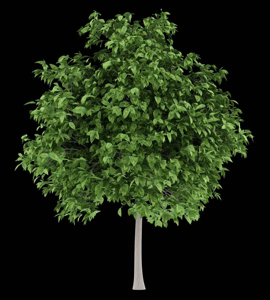 Albero Pomelo Isolato Sfondo Nero Illustrazione — Foto Stock