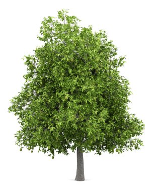 Beyaz arka plan üzerinde izole avokado ile Avokado ağacı. 3D çizim