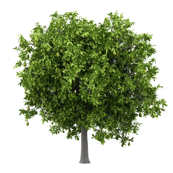 Avokado Träd Med Avokado Isolerad Vit Bakgrund Illustration — Stockfoto