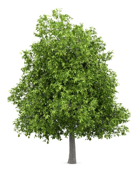 Avocadobaum Mit Avocados Isoliert Auf Weißem Hintergrund Illustration — Stockfoto