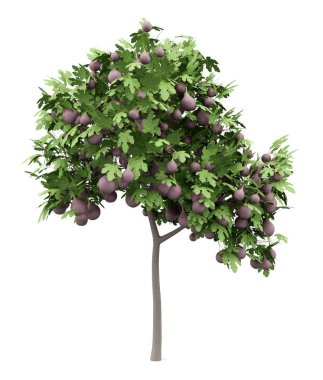 Beyaz arka plan üzerinde izole incir ile ortak incir ağacı. 3D çizim