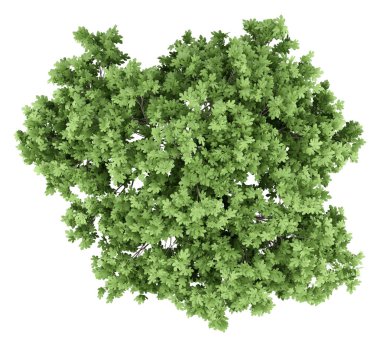 Beyaz arka plan üzerinde izole ortak incir ağacı. üstten görünüm. 3D çizim