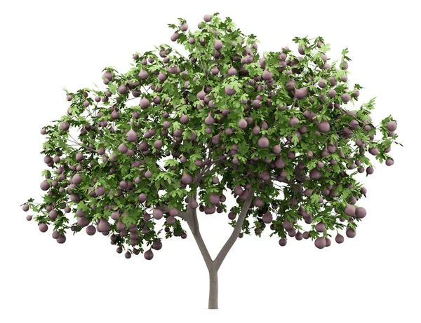 Společnou Fig Tree Fíky Izolovaných Bílém Pozadí Obrázek — Stock fotografie