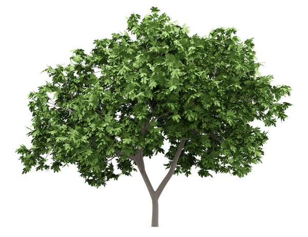 common fig tree isolated on white background. 3d illustration