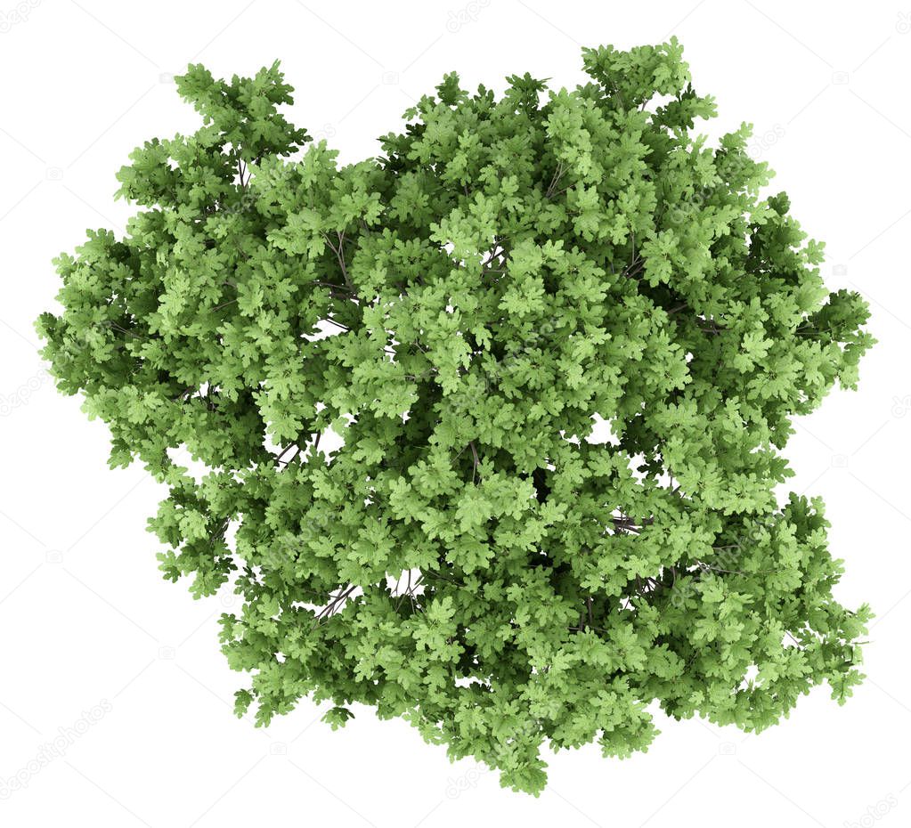 Albero Fico Comune Isolato Sfondo Bianco Vista Dall'alto Illustrazione —  Foto stock di © tiler84 #222617422, image size:1023x930