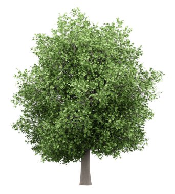 Beyaz arka plan üzerinde izole ortak incir ağacı. 3D çizim