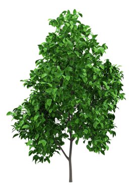 greyfurt ağaç beyaz arka plan üzerinde izole. 3D çizim