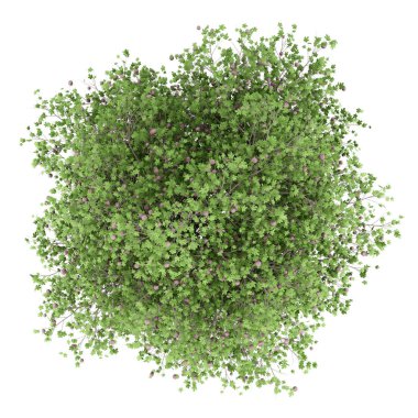 Beyaz arka plan üzerinde izole incir ile ortak incir ağacı. üstten görünüm. 3D çizim