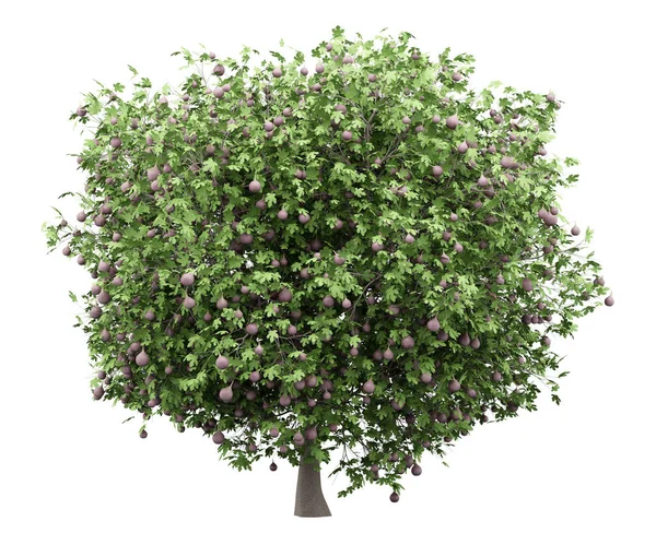 Gemeiner Feigenbaum Mit Feigen Auf Weißem Hintergrund Illustration — Stockfoto